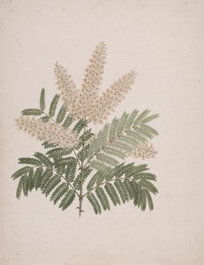 Pterolobium stellatum (Forssk): fertige Zeichnung