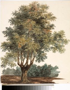 Baum