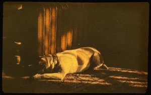 Farbfotografie eines schlafenden Hundes im Sonnenlicht mit Autochrome Lumière und einer 35-mm-Kamera... von Luis Marden