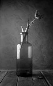 Monochromatische Tulpenblüte