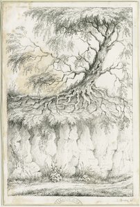 Dudley - Baum: Lithografie, um 1825 von Luke Booker
