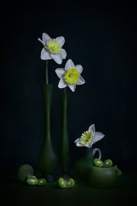  von Lydia Jacobs