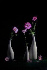  von Lydia Jacobs