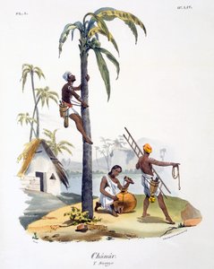 Ein Mann der Nadar-Kaste klettert auf eine Palme, 1827-35