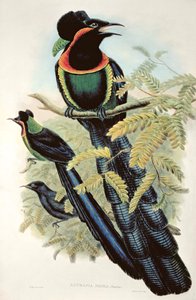 Arfak-Astrapia, Astrapia Nigra - Paradiesvogel