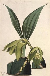 Orchidee: Maxillaria ciliaris, von M. Hart, veröffentlicht von I. Ridgway von M. Hart