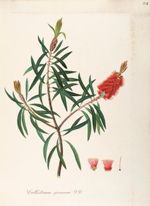 Albany Bottlebrush (Callistemon speciosum DC), Myrtaceae, Strauch mit beständigen Blättern, heimisch in Australien