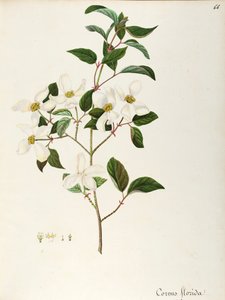 Blühender Hartriegel (Cornus florida), Cornaceae, kleiner Baum oder Strauch, heimisch in Nordamerika von Maddalena Lisa Mussino