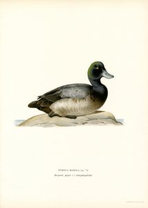 Bergente von Magnus Ferdinand and Wilhelm von Wright