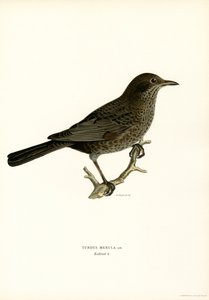 Amsel von Magnus Ferdinand and Wilhelm von Wright