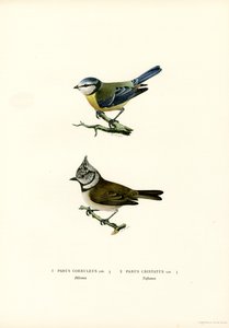 Blaumeise von Magnus Ferdinand and Wilhelm von Wright
