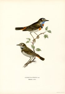 Blauracke