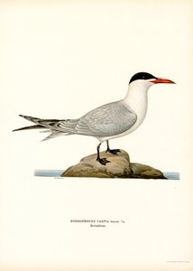 Raubseeschwalbe