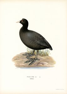 Blässhuhn