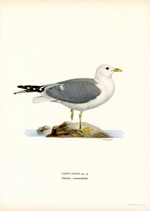 Sturmmöwe