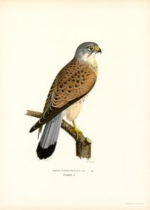 Turmfalke