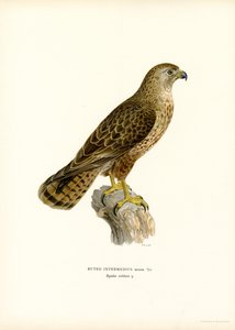 Mäusebussard von Magnus Ferdinand and Wilhelm von Wright