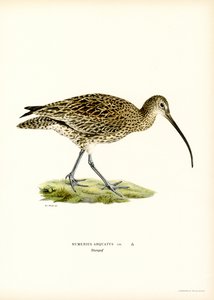Großer Brachvogel von Magnus Ferdinand and Wilhelm von Wright