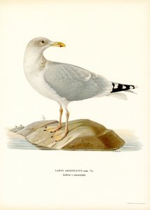 Silbermöwe