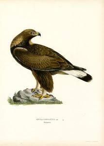 Steinadler von Magnus Ferdinand and Wilhelm von Wright