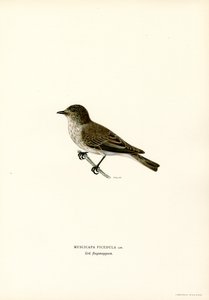 Grauschnäpper (Farblithographie) von Magnus Ferdinand and Wilhelm von Wright