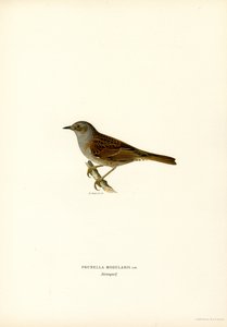 Heckenbraunelle von Magnus Ferdinand and Wilhelm von Wright