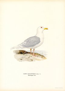 Eismöwe