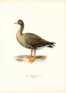 Zwerggans