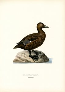 Zwergente von Magnus Ferdinand and Wilhelm von Wright