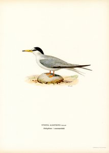Zwergseeschwalbe