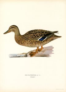 Stockente