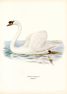 Höckerschwan von Magnus Ferdinand and Wilhelm von Wright