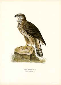 Habicht von Magnus Ferdinand and Wilhelm von Wright