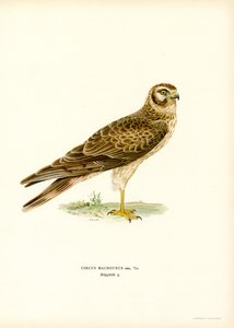 Steppenweihe von Magnus Ferdinand and Wilhelm von Wright