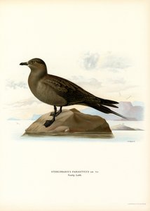 Parasitischer Jaeger (Farblithographie)