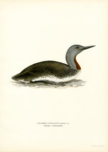 Sterntaucher von Magnus Ferdinand and Wilhelm von Wright