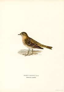 Rotkehlpieper von Magnus Ferdinand and Wilhelm von Wright