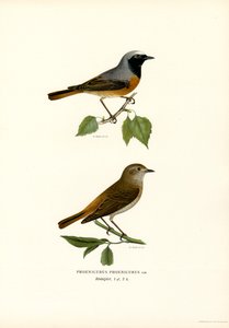 Gartenrotschwanz von Magnus Ferdinand and Wilhelm von Wright