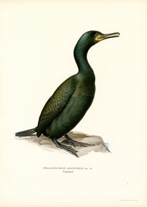 Krähenscharbe