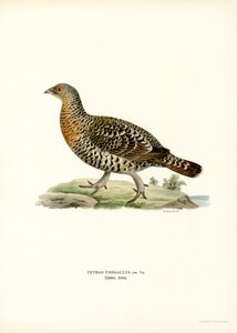 Auerhuhn von Magnus Ferdinand and Wilhelm von Wright