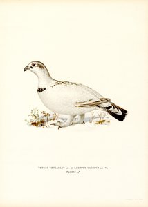 Auerhuhn x Moorschneehuhn