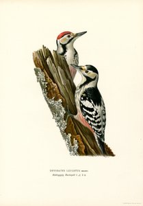 Weißrückenspecht
