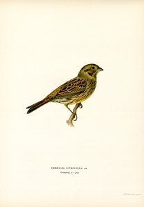 Goldammer (Farblithographie) von Magnus Ferdinand and Wilhelm von Wright