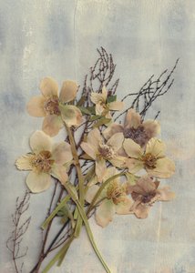 Zarte Gepresste Blumen
