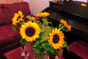 Helle gelbe Sonnenblumen oder Helianthus Annuus aus den Anden in Kolumbien schmücken ein Haus in der Stadt Bogotá von Mano Chandra Dhas