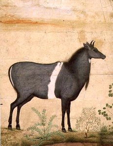 Nilgai (blaue Kuh) Mughal-Schule, frühes 17. Jahrhundert von Mansur (attr. to)