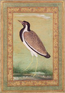 Indischer Kiebitz, ca. 1800 von Mansur