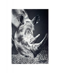Kraftvolles Nashorn beim Grasen