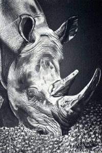 Mächtiges Nashorn beim Grasen