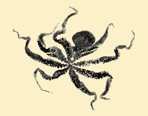 Oktopus, 2019 von Marco Campedelli